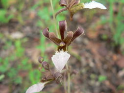 Image of Eulophia venulosa Rchb. fil.