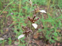 Image of Eulophia venulosa Rchb. fil.