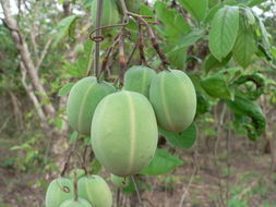 Image of Wild granadilla