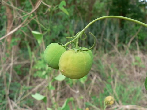Image of <i>Adenia gummifera</i> (Harv.) Harms