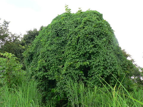 Image of <i>Adenia gummifera</i>