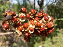 صورة Pittosporum viridiflorum Sims