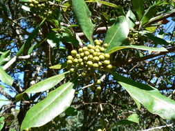 صورة Pittosporum viridiflorum Sims