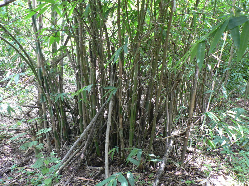 Image of Bindura bamboo