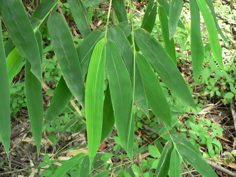 Imagem de Oxytenanthera abyssinica (A. Rich.) Munro