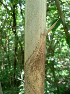 Image of Bindura bamboo