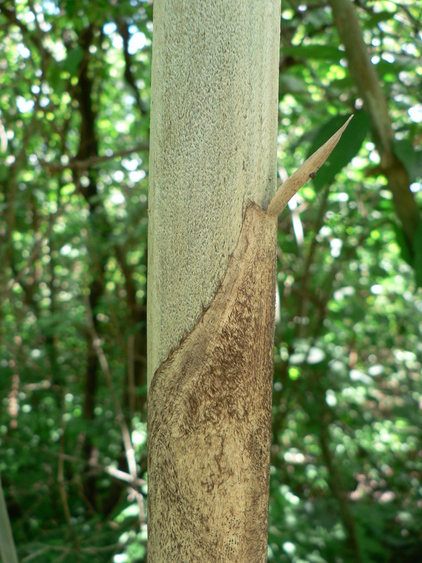 Imagem de Oxytenanthera abyssinica (A. Rich.) Munro