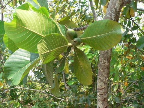 Image of Gardenia imperialis K. Schum.