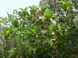 Image de Gardenia imperialis K. Schum.