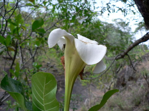 Image of Gardenia imperialis K. Schum.