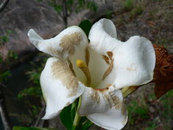 Image de Gardenia imperialis K. Schum.