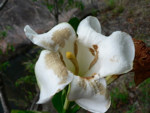 Image of Gardenia imperialis K. Schum.