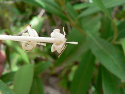 Image of Red trumpets