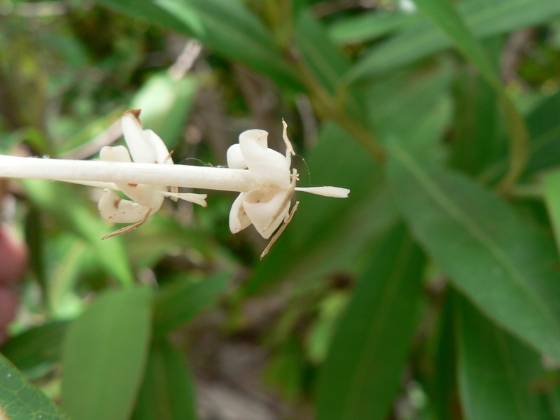 Image of Red trumpets