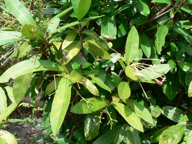 Image of Red trumpets