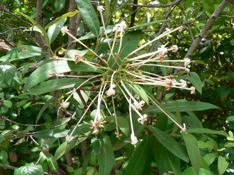 Image of Red trumpets