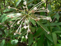 Image of Red trumpets