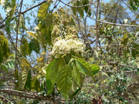 Image of Keetia foetida (Hiern) Bridson