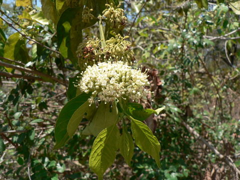 Image of Keetia foetida (Hiern) Bridson