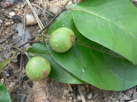 Image of Multidentia crassa (Hiern) Bridson & Verdc.