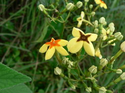 Image of Mussaenda arcuata Poir.