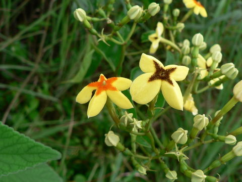 Imagem de Mussaenda arcuata Poir.