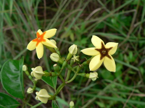 Image de Mussaenda arcuata Poir.