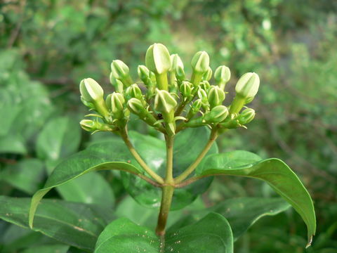 Image of Mussaenda arcuata Poir.