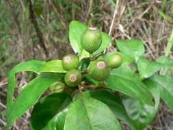 Imagem de Mussaenda arcuata Poir.