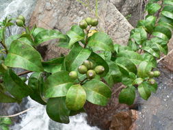 Image of Mussaenda arcuata Poir.