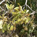 Image of <i>Ficus <i>natalensis</i></i> Hochst. ssp. natalensis