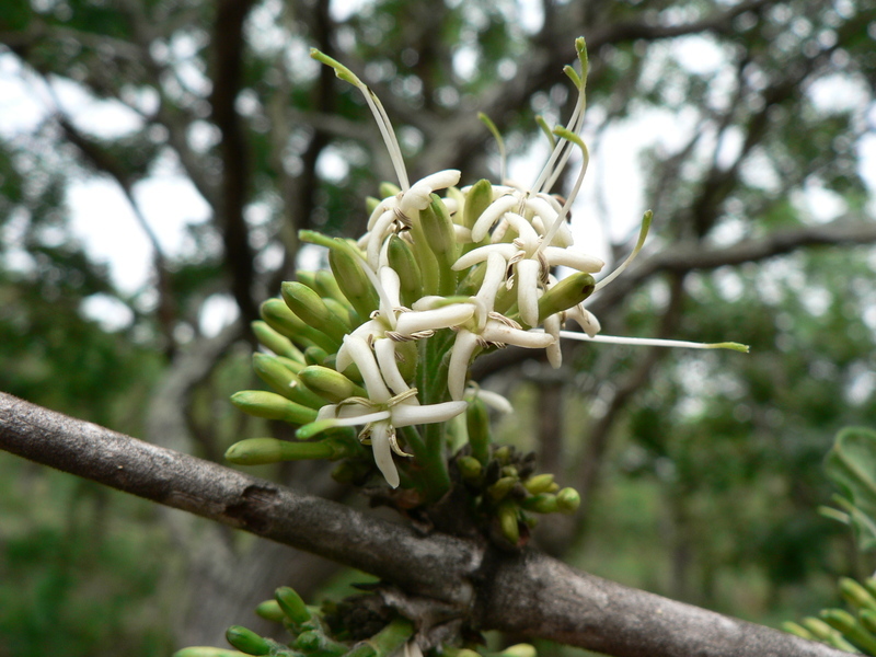 Image of Poison bride's-bush