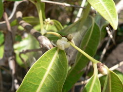 Image of Polysphaeria lanceolata Hiern