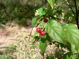 Image of Psychotria linearisepala E. M. A. Petit