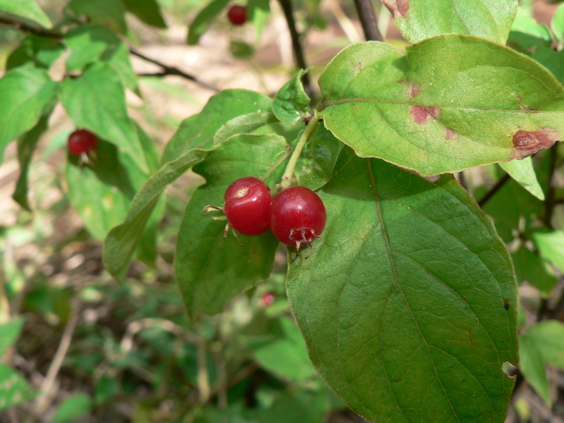 Image of Psychotria linearisepala E. M. A. Petit