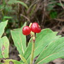 Image of Psychotria pumila Hiern