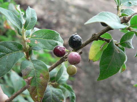 Image of Pompon coffee-medlar