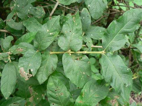 Image of Pompon coffee-medlar