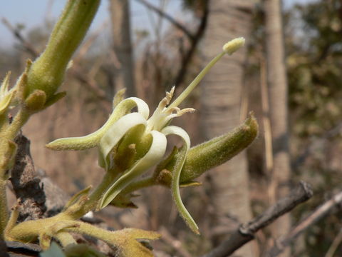 Image of Amadumbutshenene