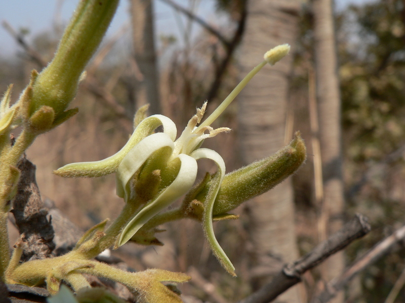 Image of Amadumbutshenene