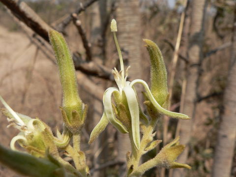 صورة Vangueriopsis lanciflora (Hiern) Robyns