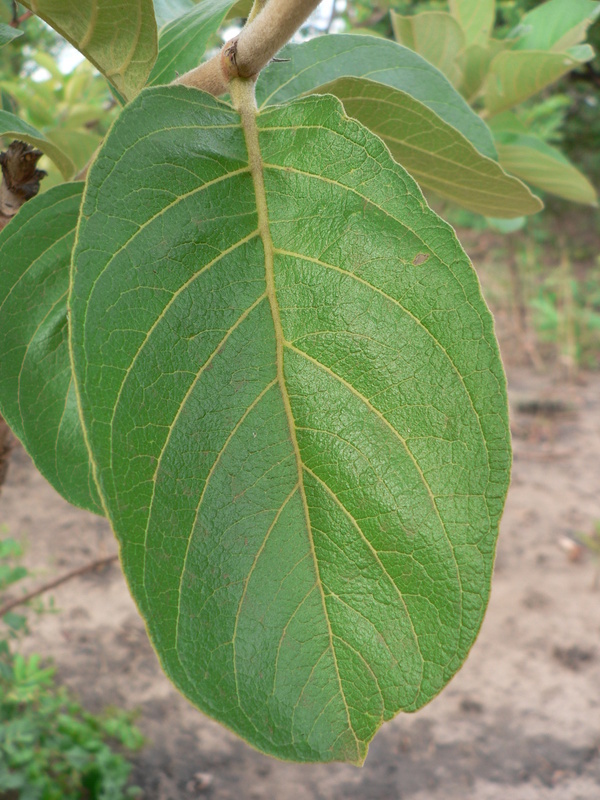 صورة Vangueriopsis lanciflora (Hiern) Robyns