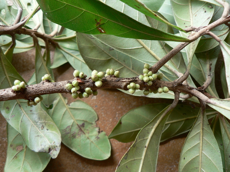 Image of Stem-fruit miraculous-berry