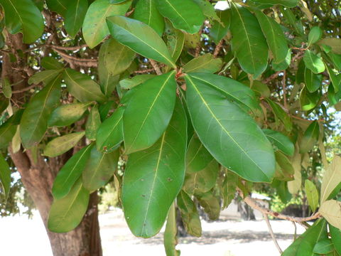 Image of Stem-fruit miraculous-berry