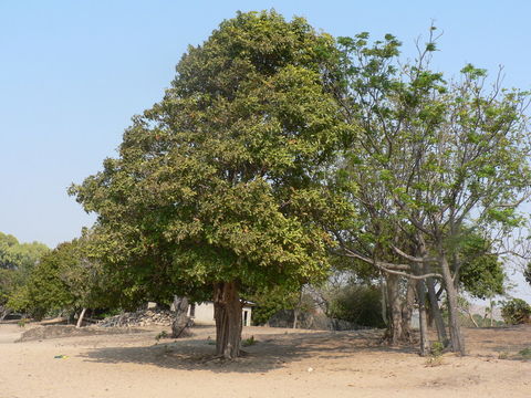 Image of Stem-fruit miraculous-berry