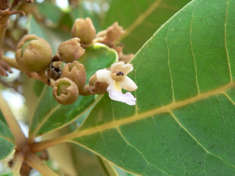 Vitex doniana Sweet resmi