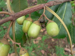 Vitex doniana Sweet resmi