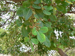 Vitex doniana Sweet resmi