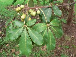 Vitex doniana Sweet resmi