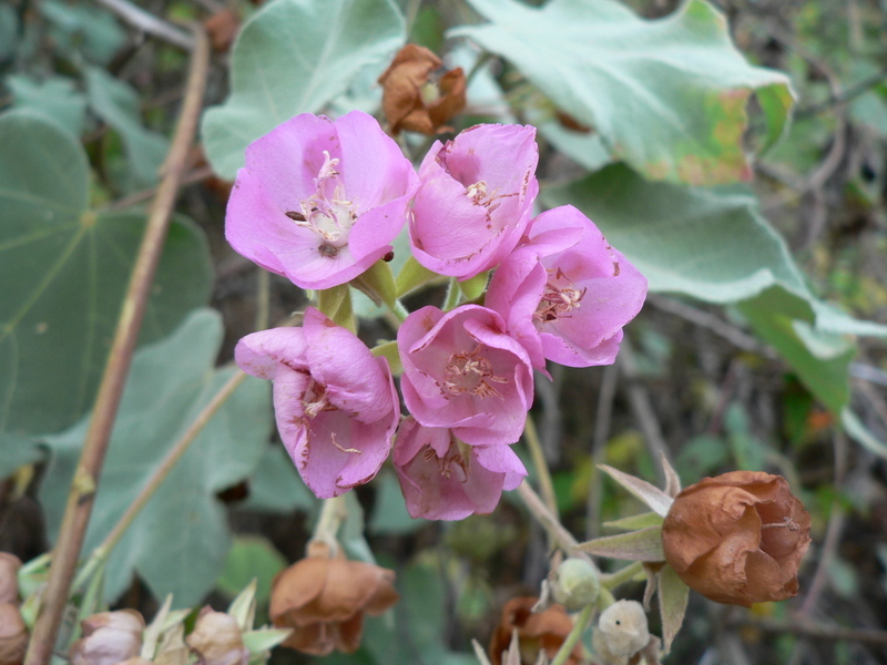 Imagem de Dombeya burgessiae Gerr. ex Harv. & Sond.